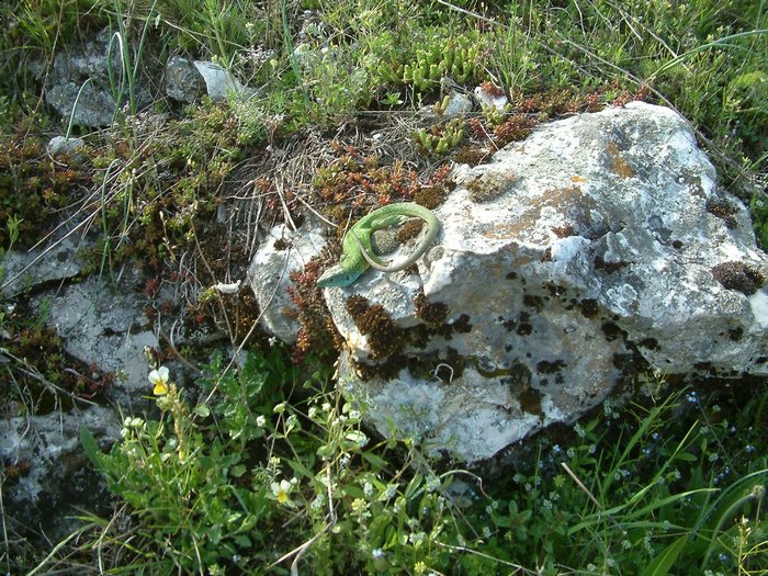 DSCF0024.jpg
