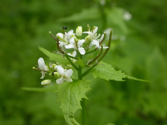 dscn9615.jpg