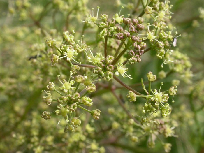 dscn9649.jpg