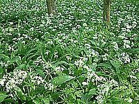 DSCF0064.jpg