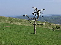 IMG_1917.jpg