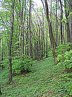 IMG_1920.jpg