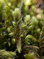 dscn9511.jpg