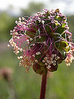 dscn9555.jpg