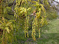 dscn9600.jpg