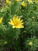 DSCF0003.JPG
