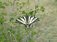 DSCF0011.JPG