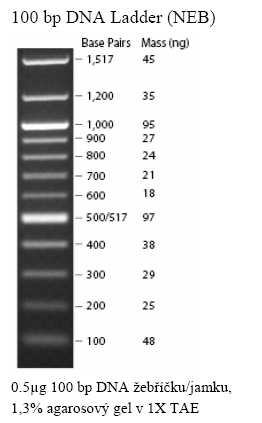 DNA žebříčky (ladders) používané v laboratoři (NEB) .